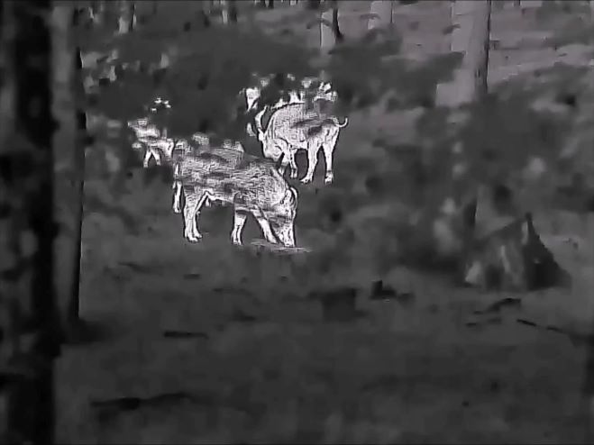 Cámara termográfica de visión nocturna: aplicaciones y selección de cámaras de visión nocturna por infrarrojos y monoculares termográficos